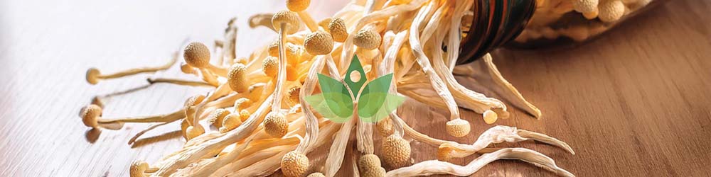 Enokitake