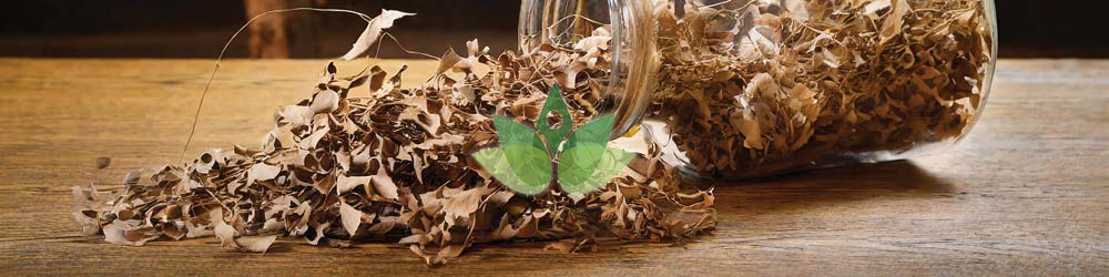 Knotweed, Japanese